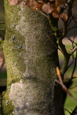 Fagus sylvatica 'Rotundiifolia' - buk lesní - kůra